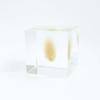 Sola Cube - Bunny Tail
