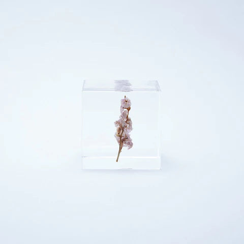 Sola Cube - Sea Lavender