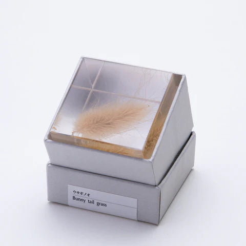 Sola Cube - Bunny Tail