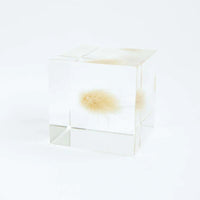 Sola Cube - Bunny Tail
