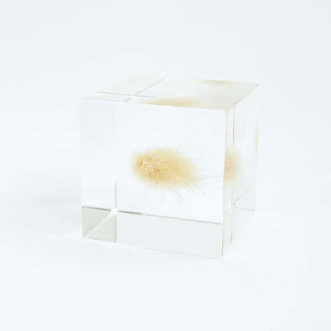 Sola Cube - Bunny Tail
