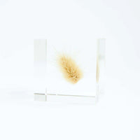 Sola Cube - Bunny Tail