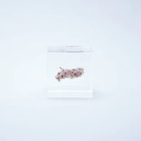 Sola Cube - Sea Lavender