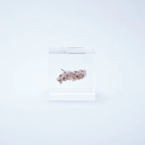 Sola Cube - Sea Lavender