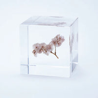 Sola Cube - Sea Lavender