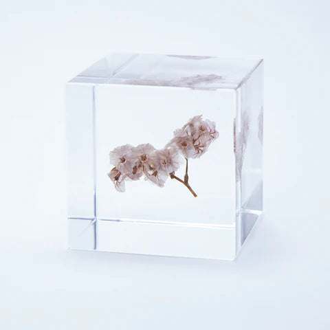 Sola Cube - Sea Lavender