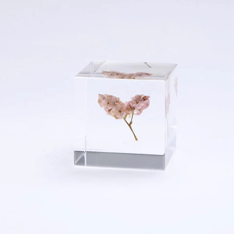 Sola Cube - Sea Lavender