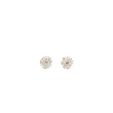 Manuela Igreja - Sheoak Studs