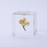 Sola Cube - Immortelle
