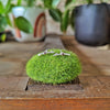 Kirra-Lea - Coastal Tea Tree Twig Studs with Garnets