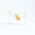 Sola Cube - Bunny Tail