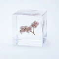 Sola Cube - Sea Lavender